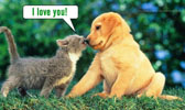 A kitten boldy declares it's love for the golden retriever puppy.