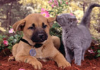 A gray kitten is licking a german shepard puppy.