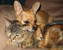 A chihuahua dog is laying on a tabby cat adoringly.